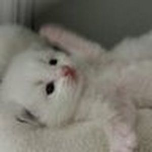 Meet your Posher, Genevieve